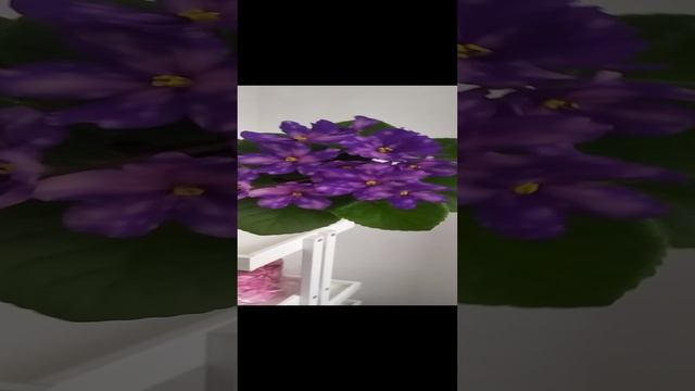 VID_20241222_123256