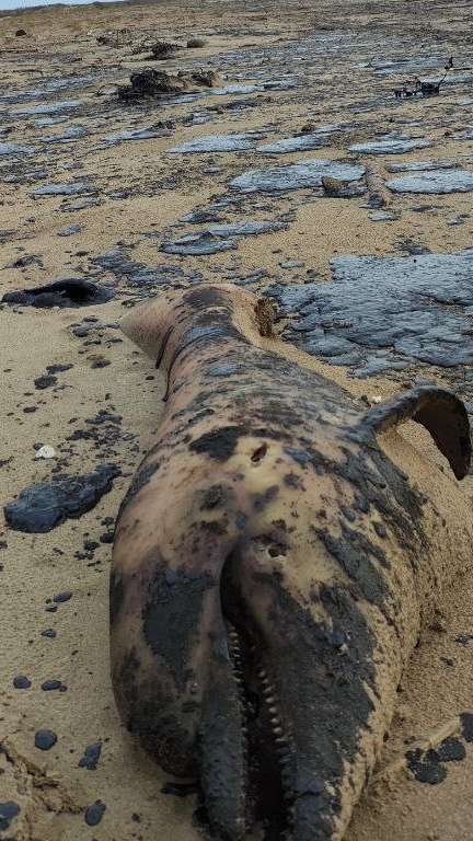 Анапа катастрофа федерального уровня. ЧП! 29.12.2024. tg @anapabloger