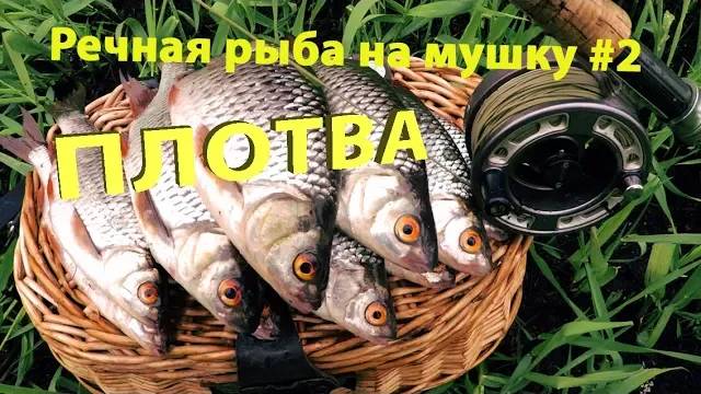 Речная рыба на мушку #2. Ловля весенней плотвы.