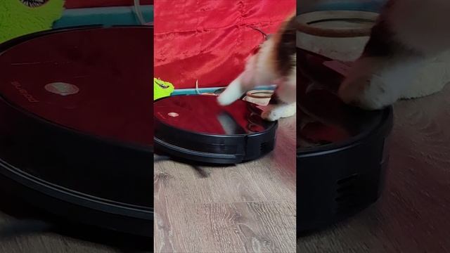 Забавный кот хотел покататься на пылесосе.