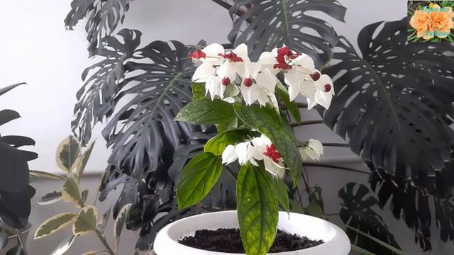 Клеродендрум Томпсона