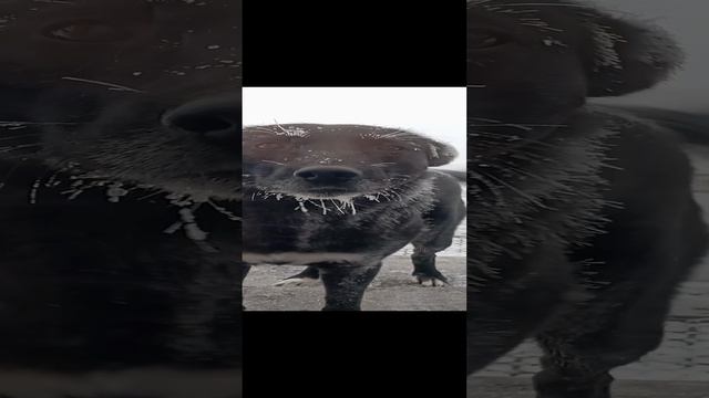 Как вам дед мороз?
