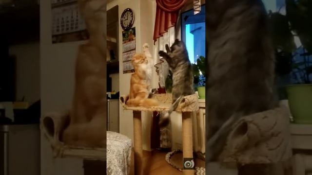 #мейнкун #кот #кошка #кошки #котики #котята #драка #игра #ушу #йога #cat #cats #funny #funnycat