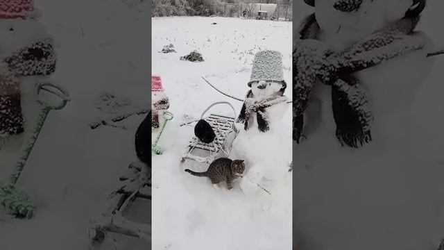 10котята