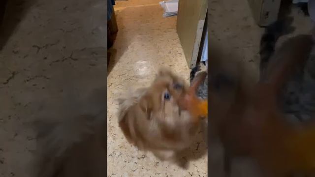 Кошка Ясмина в добрые руки - "Ваш Друг"