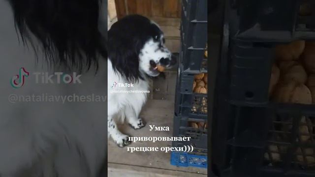 Ореховый воришка...)))