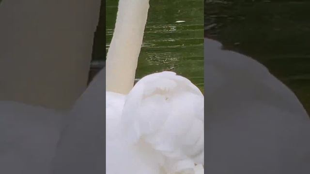 Удивление, ручной Лебедь