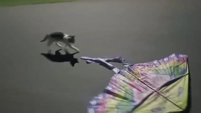 Котики и воздушный змей  #котики