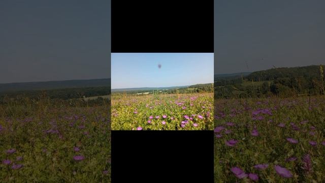 Цветы