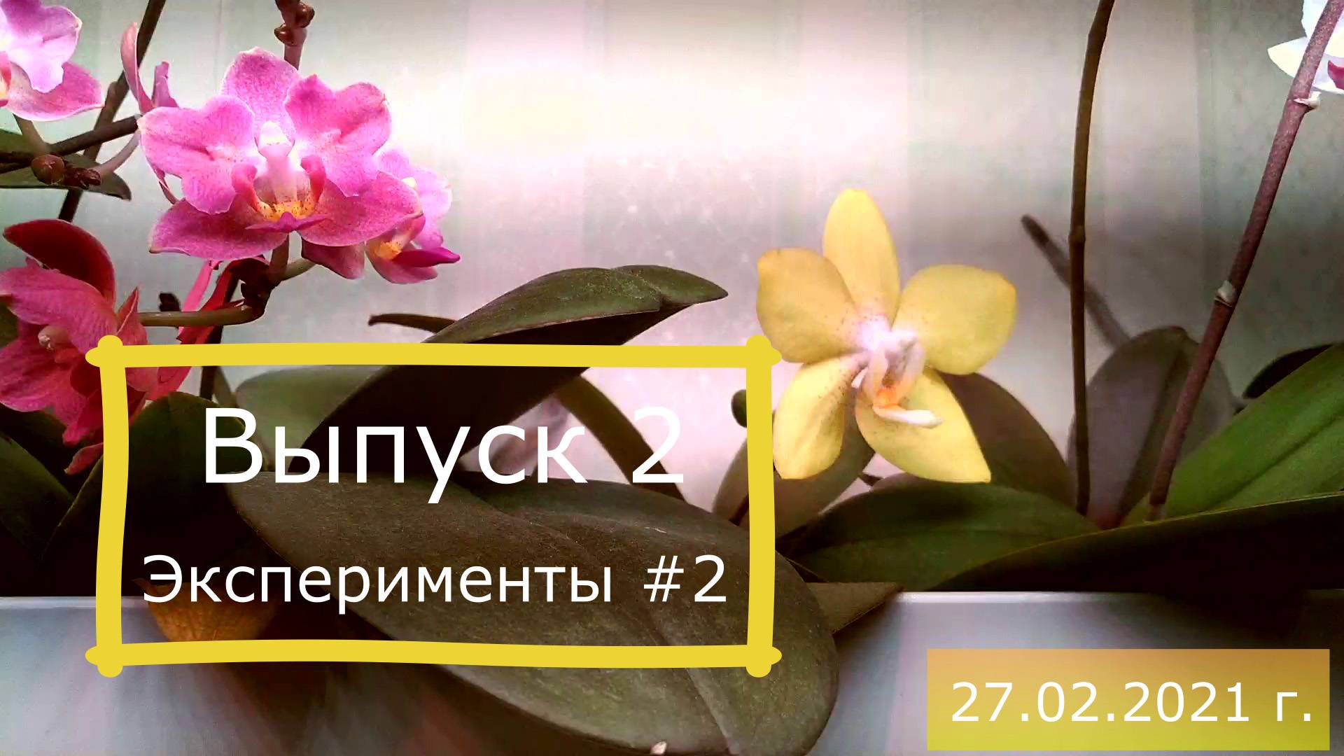 Выпуск 2 - Орхидея из семечка.  Описание экспериментов 2
