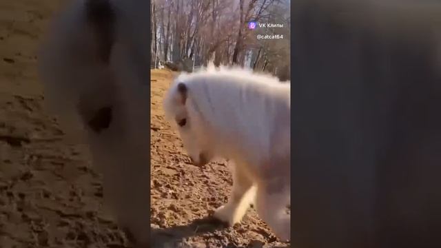 Крутышка пони носится