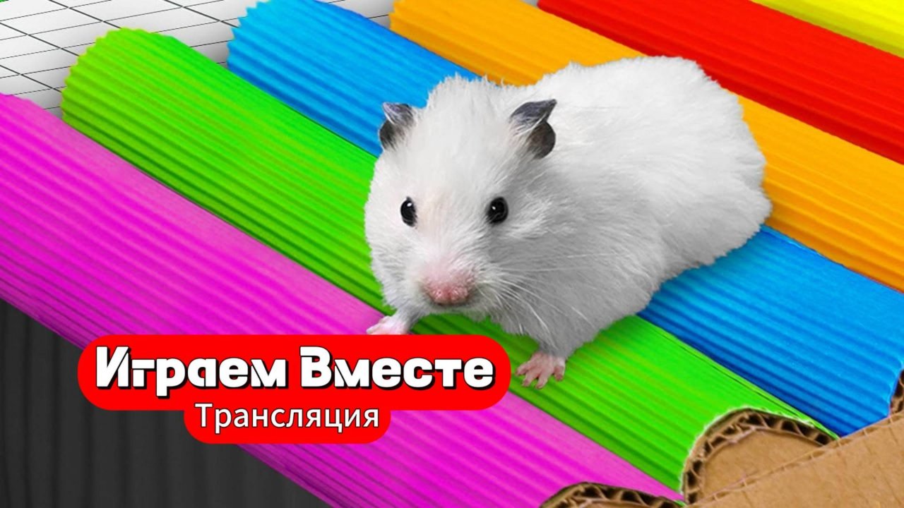 Хомяк проходит сложный лабиринт с ловушками 🐹 Трансляция для детей