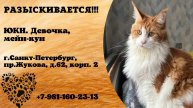 Пропала кошка! ЮКИ. Мейн-кун. г. Санкт-Петербург, пр. Жукова