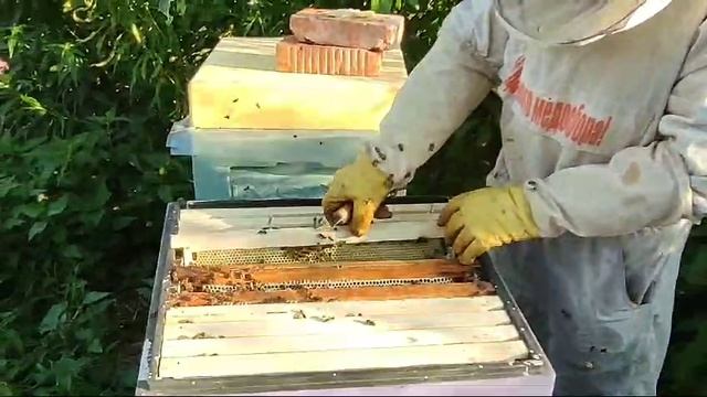 Среднетатарские пчелы.Часть 2.