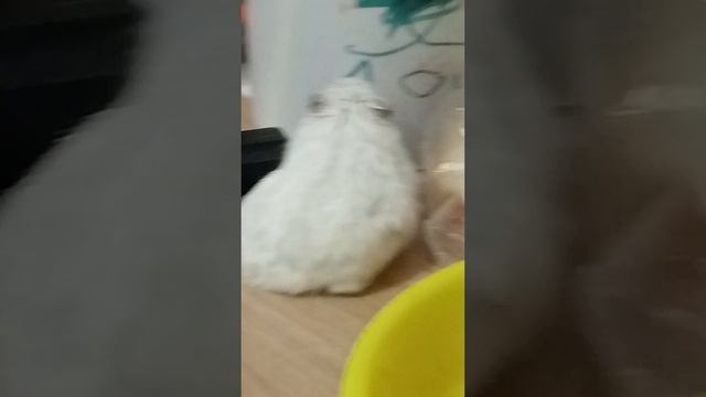 это хомяк чистит семечки его зовут прихлоп