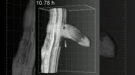 Daniel von Wangenheim - Arabidopsis lateral root grows out of the primary root
