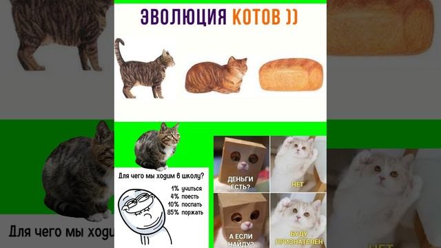 мемы