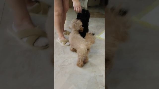те самые собаки