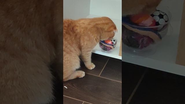Кот Стёпа и кот Миша считают.. что Сладкая косточка так хороша!