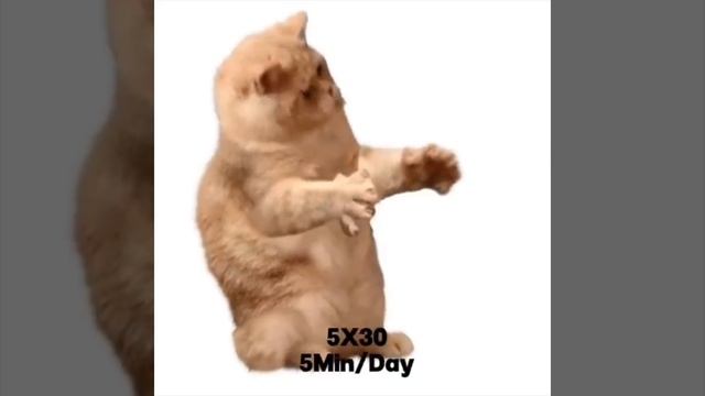 коты качаются