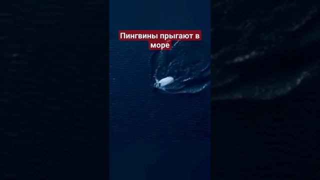 Захватывающее видео про пингвинов, которые прыгают в воду с 20-метровой высоты.