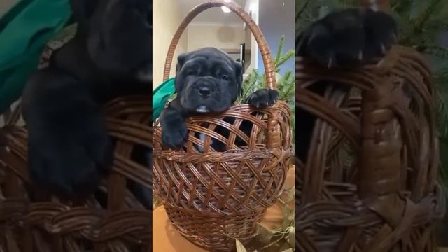 Арон Сильвер Спэйс/Aron Silver Speis