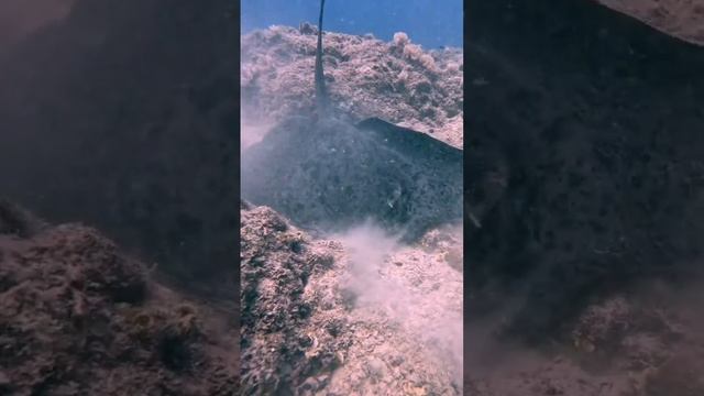 Подводный мир