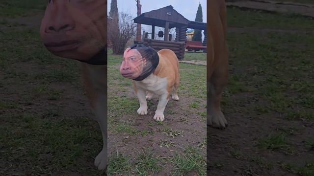 крутой бульдог