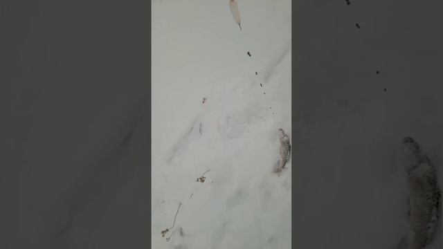 Рыбалка на Байкале 25 Декабря 2024 ,на хариуса ) , это круто )
