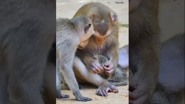 Милое видео, обезьяна забодится о котенке