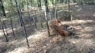 Зачем мы ездили в бор Немного о животных