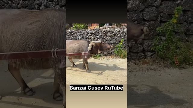 Глаза японского быка. #япония #мемы #мем #юмор #банзайгусев #окинава #бык #остров