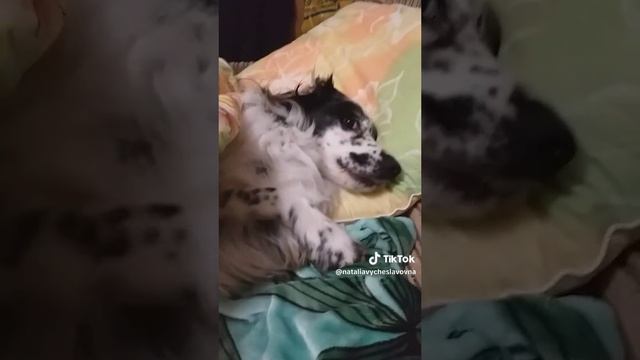 Спят усталые игрушки...)))