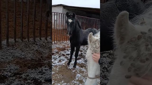 Приехали смотреть орловский рысаков