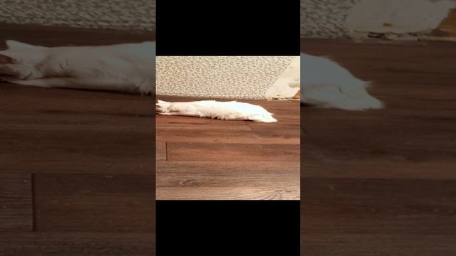 1000000464.mp4