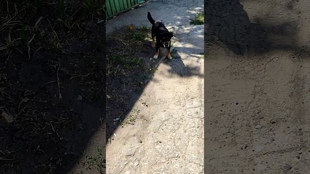 Стеснительная собака