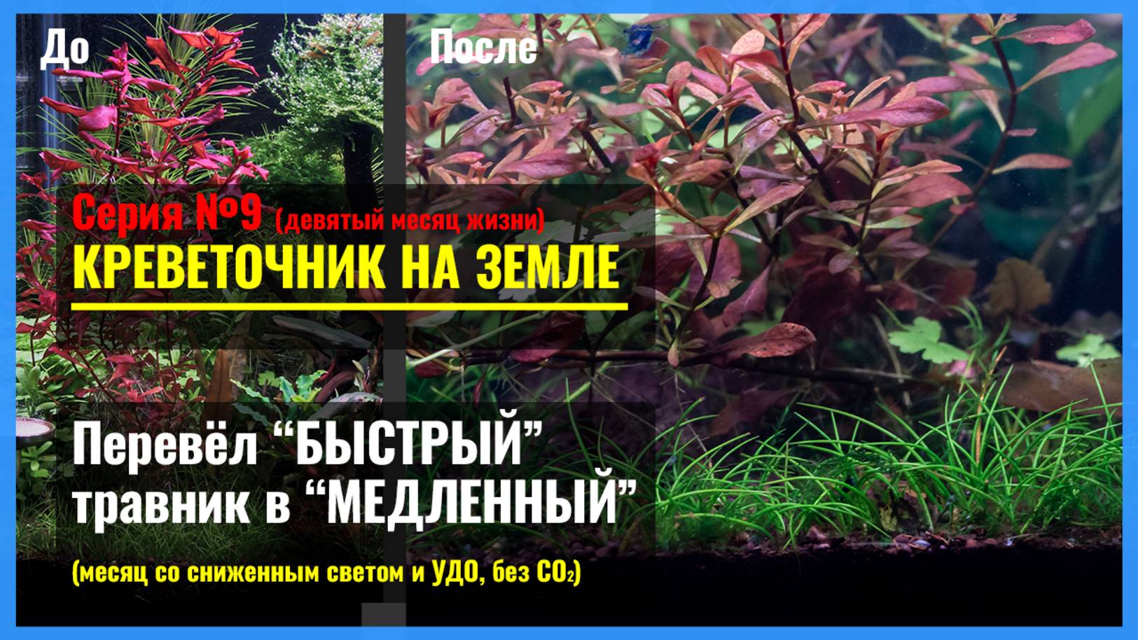 Серия 9. «БЫСТРЫЙ ТРАВНИК» в режиме «МЕДЛЕННЫЙ ТРАВНИК». Перестал подавать CO2, убавил свет и УДО