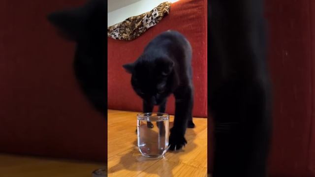 После кото корпоратива