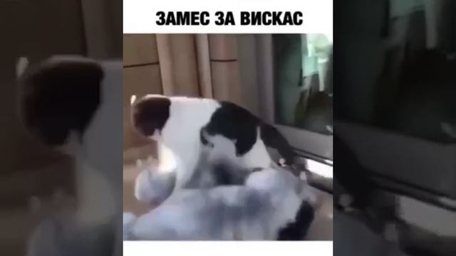 Мы в ВК https://vk.com/life_of_cats