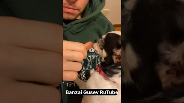 Переменчивая собака. #япония #мемы #мем #юмор #банзайгусев #окинава #собака #животные