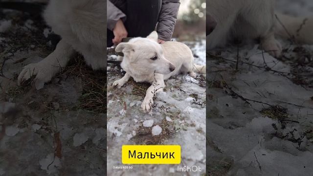 Беленький небольшой пёсик, добрый, только в очень добрые руки!