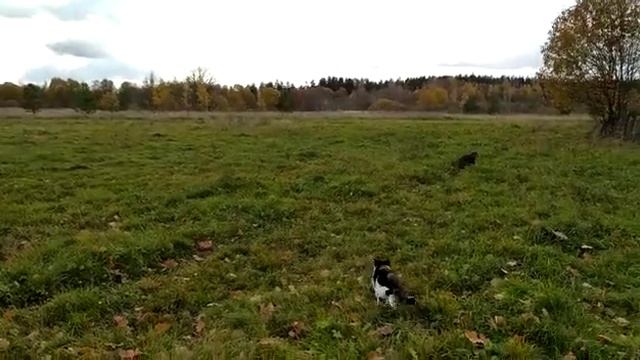 Полуденный отдых коров. The cows' midday rest..mp4