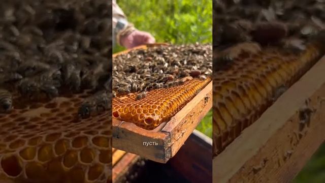 Работа с пчелами🐝🌼