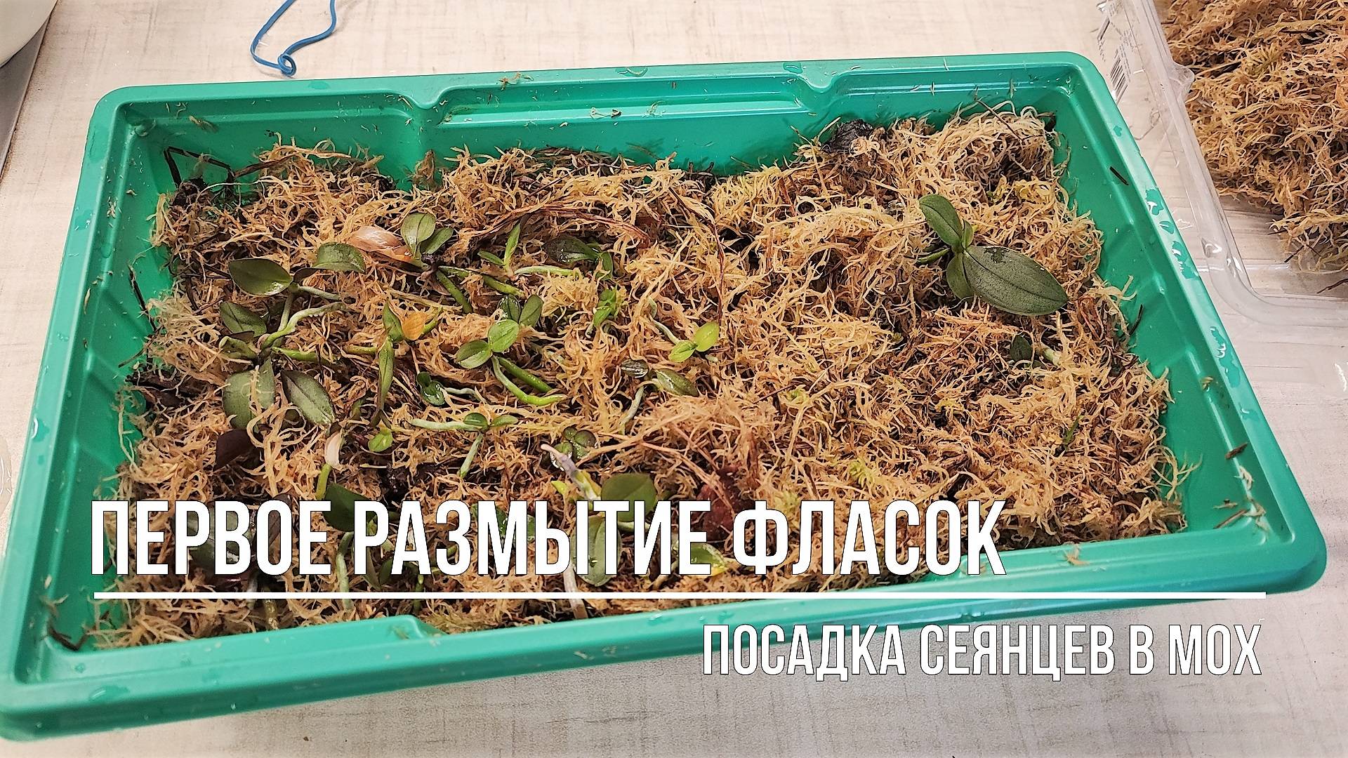 Размываю фласку с сеянцами орхидей, которые сделала сама