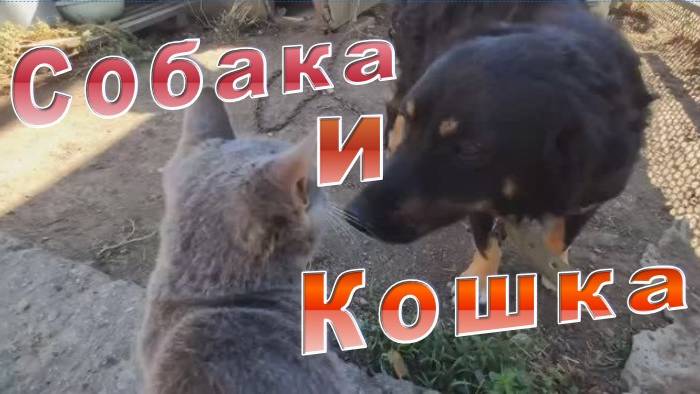 Мир дружба жвачка между собакой и кошкой. Собака и кошка в одном дворе.