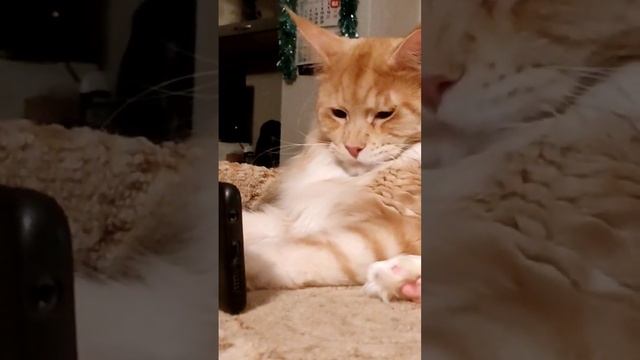 #новости #котики #котята #приколы #смешныевидео #ржака #shorts
