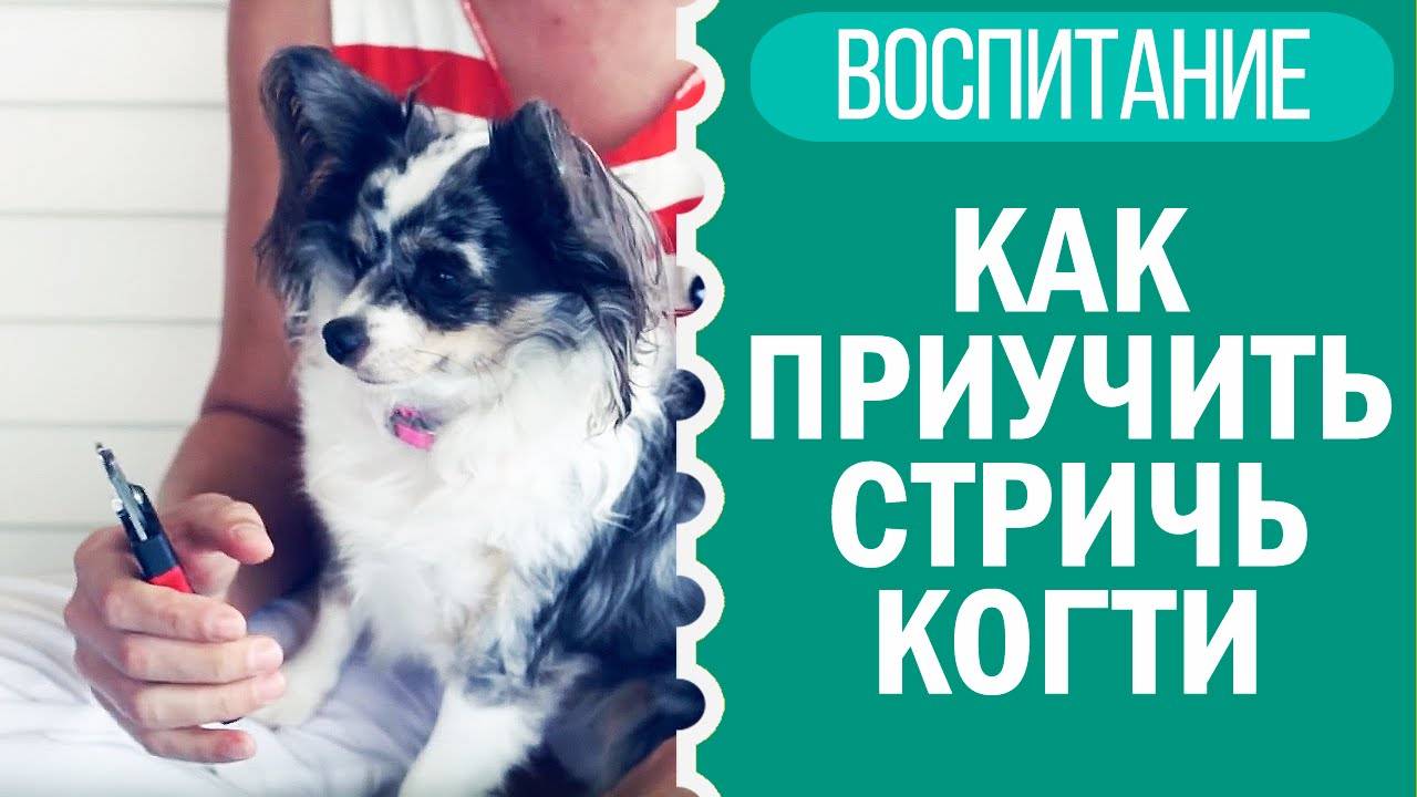 Как приучить собаку и щенка стричь когти? Чихуахуа Софи