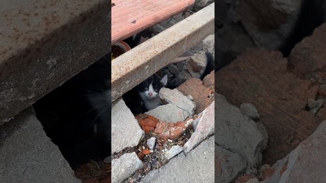 Котик Джоуи в добрый руки - "Ваш Друг"