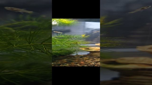 aquarium.mp4