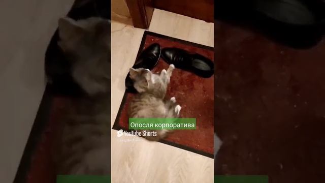 СЛЕДСТВИЕ ВЕДУТ... 1000038688.mp4